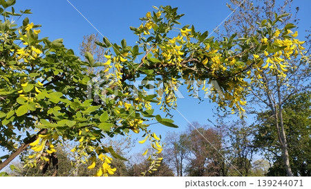 Laburnum anagyroides Cytisus laburnum, common laburnum, golden chain or golden rain, is a species of flowering plant in the subfamily Faboideae, and genus Laburnum. Yellow flowers in spring. Blue Sky Laburnum anagyroides Cytisus laburnum, common laburnum, golden chain or golden rain, is a species of flowering plant in the subfamily Faboideae, and genus Laburnum. Yellow flowers in spring. Blue Sky 139244071