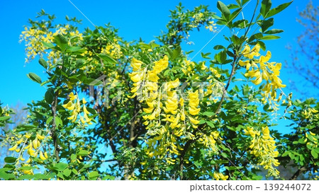 Laburnum anagyroides Cytisus laburnum, common laburnum, golden chain or golden rain, is a species of flowering plant in the subfamily Faboideae, and genus Laburnum. Yellow flowers in spring. Blue Sky Laburnum anagyroides Cytisus laburnum, common laburnum, golden chain or golden rain, is a species of flowering plant in the subfamily Faboideae, and genus Laburnum. Yellow flowers in spring. Blue Sky 139244072