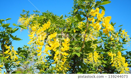 Laburnum anagyroides Cytisus laburnum, common laburnum, golden chain or golden rain, is a species of flowering plant in the subfamily Faboideae, and genus Laburnum. Yellow flowers in spring. Blue Sky Laburnum anagyroides Cytisus laburnum, common laburnum, golden chain or golden rain, is a species of flowering plant in the subfamily Faboideae, and genus Laburnum. Yellow flowers in spring. Blue Sky 139244073