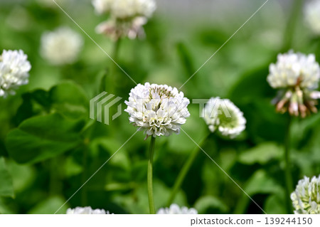White clover 139244150