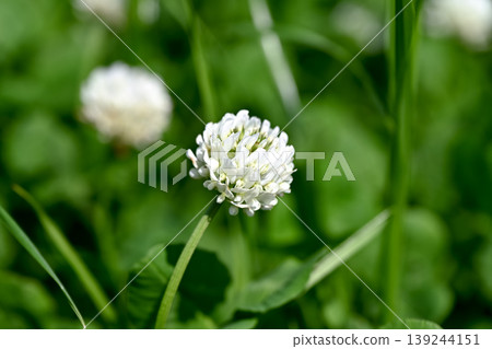 White clover 139244151