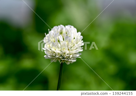 白三葉草 139244155