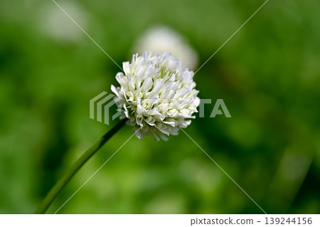 White clover White clover 139244156