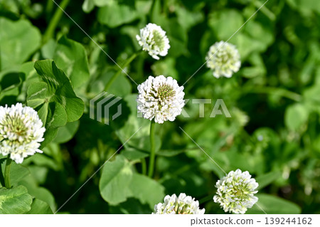 White clover White clover 139244162