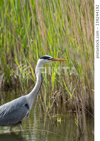 Grey Heron Standing In Reeds Grey Heron Standing In Reeds 139244192