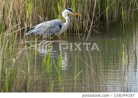 Grey Heron Standing In Reeds Grey Heron Standing In Reeds 139244197
