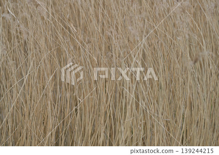 Dry Reeds Natural Background Dry Reeds Natural Background 139244215