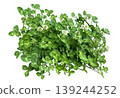 Clover cutouts 139244252