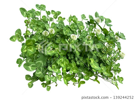 Clover cutouts Clover cutouts 139244252