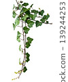 ivy leaf clippings 139244253