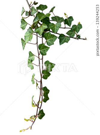 ivy leaf clippings ivy leaf clippings 139244253