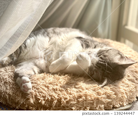 A mackerel tabby cat sleeping by the window. A mackerel tabby cat sleeping by the window. 139244447