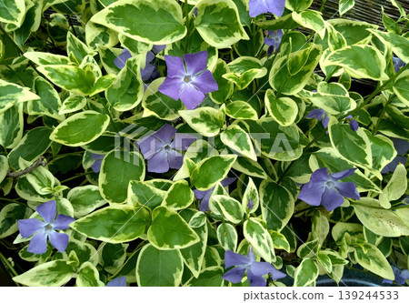 一張綠色背景的圖片，上面有長春花的斑駁葉子和紫色花朵。 139244533