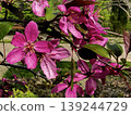Bright Pink Spring Blossoms Close Up on Flowering Tree Branch 139244729