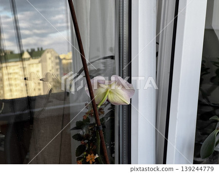 Beautiful Orchid Blooming on a Balcony Window Beautiful Orchid Blooming on a Balcony Window 139244779