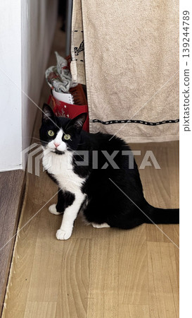 Playful Black and White Cat in Cozy Home Environment Playful Black and White Cat in Cozy Home Environment 139244789
