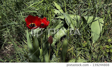 Vibrant Red Tulips Blooming Amidst Green Grass 139244808