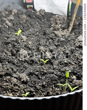Fresh Seedlings Growing in Rich Soil for Gardening Enthusiasts Fresh Seedlings Growing in Rich Soil for Gardening Enthusiasts 139244809