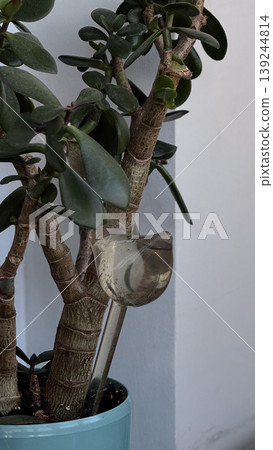 Unique Plant Watering Tool in a Modern Potted Succulent 139244814