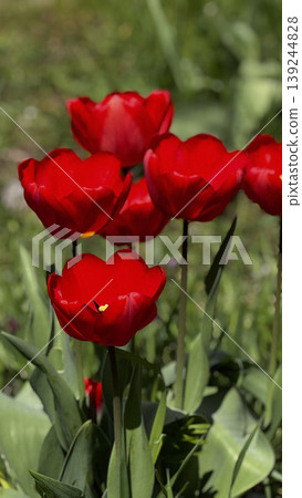 Vibrant Red Tulips Blooming in a Sunny Garden Setting 139244828