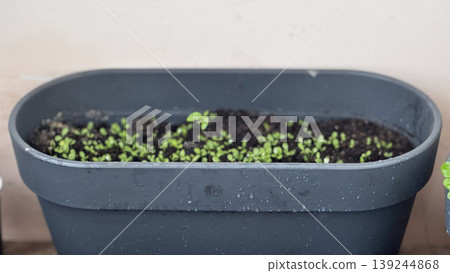 Fresh Green Seedlings Growing in a Modern Planter Fresh Green Seedlings Growing in a Modern Planter 139244868