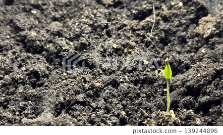 Fresh Green Seedling Emerging from Dark Soil in Springtime Fresh Green Seedling Emerging from Dark Soil in Springtime 139244896