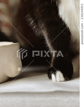 Close-Up of a Cats Paw Next to a Decorative Object Close-Up of a Cats Paw Next to a Decorative Object 139244951