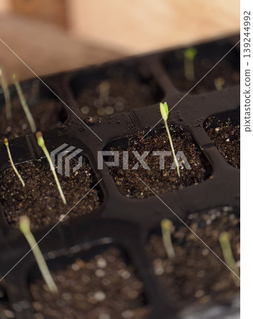 Fresh Seedlings Growing in Seed Trays for Gardening Enthusiasts 139244992