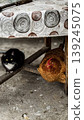 Cat and Chicken Relaxing Under Table in Rustic Setting 139245075
