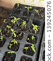 Fresh Seedlings Growing in Seed Trays for Gardening Enthusiasts 139245076