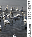Serene Swans Swimming Gracefully in Calm Waters 139245077