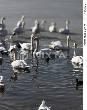 Serene Swans Swimming Gracefully in Calm Waters Serene Swans Swimming Gracefully in Calm Waters 139245077