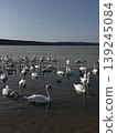 Serene Swans Swimming in Tranquil Lake Waters 139245084