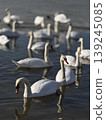 Serene Swans Swimming Gracefully in Calm Waters 139245085