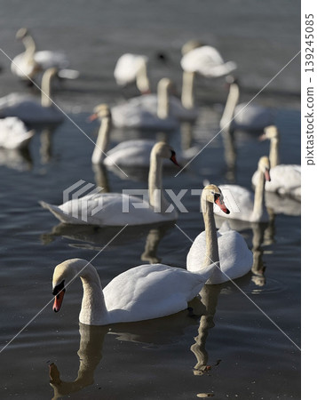 Serene Swans Swimming Gracefully in Calm Waters Serene Swans Swimming Gracefully in Calm Waters 139245085