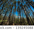 Tall Pine Trees Reaching into Bright Blue Sky Forest Landscape 139245088