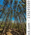 Tall Pine Trees Reaching into Bright Blue Sky Forest Landscape 139245089