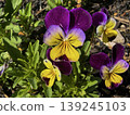 Colorful Purple and Yellow Pansy Flowers Blooming in Spring Garden 139245103