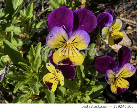 Colorful Purple and Yellow Pansy Flowers Blooming in Spring Garden 139245103