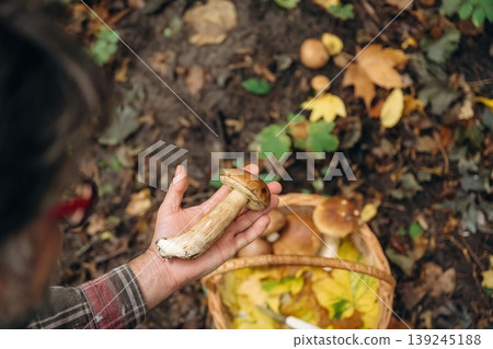 Brown colored one is in hand. Close up view of man that is doing mushroom picking in the forest Brown colored one is in hand. Close up view of man that is doing mushroom picking in the forest 139245188