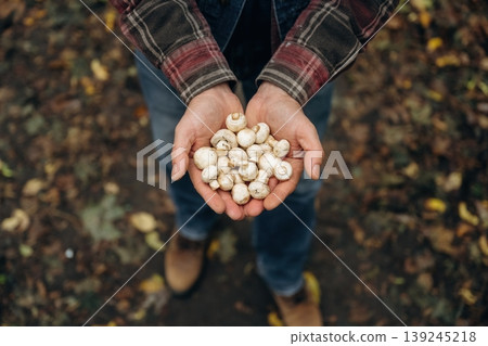 Showing mushrooms, holding them in hands. Close up view of is standing in the forest Showing mushrooms, holding them in hands. Close up view of is standing in the forest 139245218