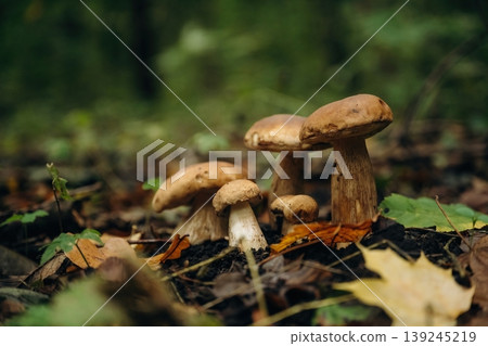 The mushrooms growing outdoors in the forest at daytime, close up view The mushrooms growing outdoors in the forest at daytime, close up view 139245219