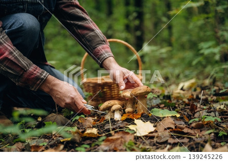 White knife, slicing by using it. Close up view of man that is doing mushroom picking in the forest White knife, slicing by using it. Close up view of man that is doing mushroom picking in the forest 139245226