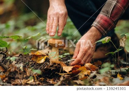 Slicing it by using knife. Close up view of man that is doing mushroom picking in the forest Slicing it by using knife. Close up view of man that is doing mushroom picking in the forest 139245301