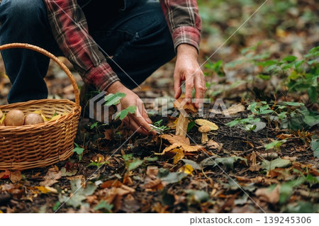 Slicing it by using knife. Close up view of man that is doing mushroom picking in the forest Slicing it by using knife. Close up view of man that is doing mushroom picking in the forest 139245306