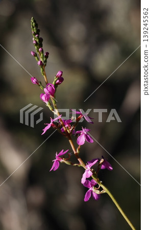 Flowers of triggerplant. Flowers of triggerplant. 139245562
