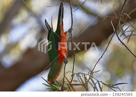 Australian king parrot. 139245565