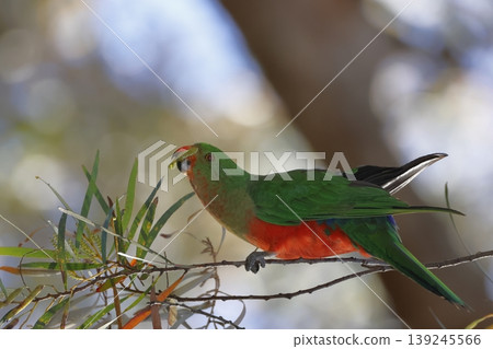 Australian king parrot. 139245566