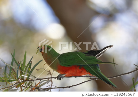 Australian king parrot. 139245567