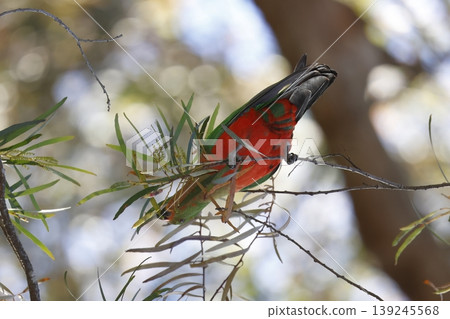 Australian king parrot. Australian king parrot. 139245568
